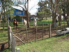 Reiten Sie mit unseren Pferden aus und entdecken sie die schöne Natur Argentiniens